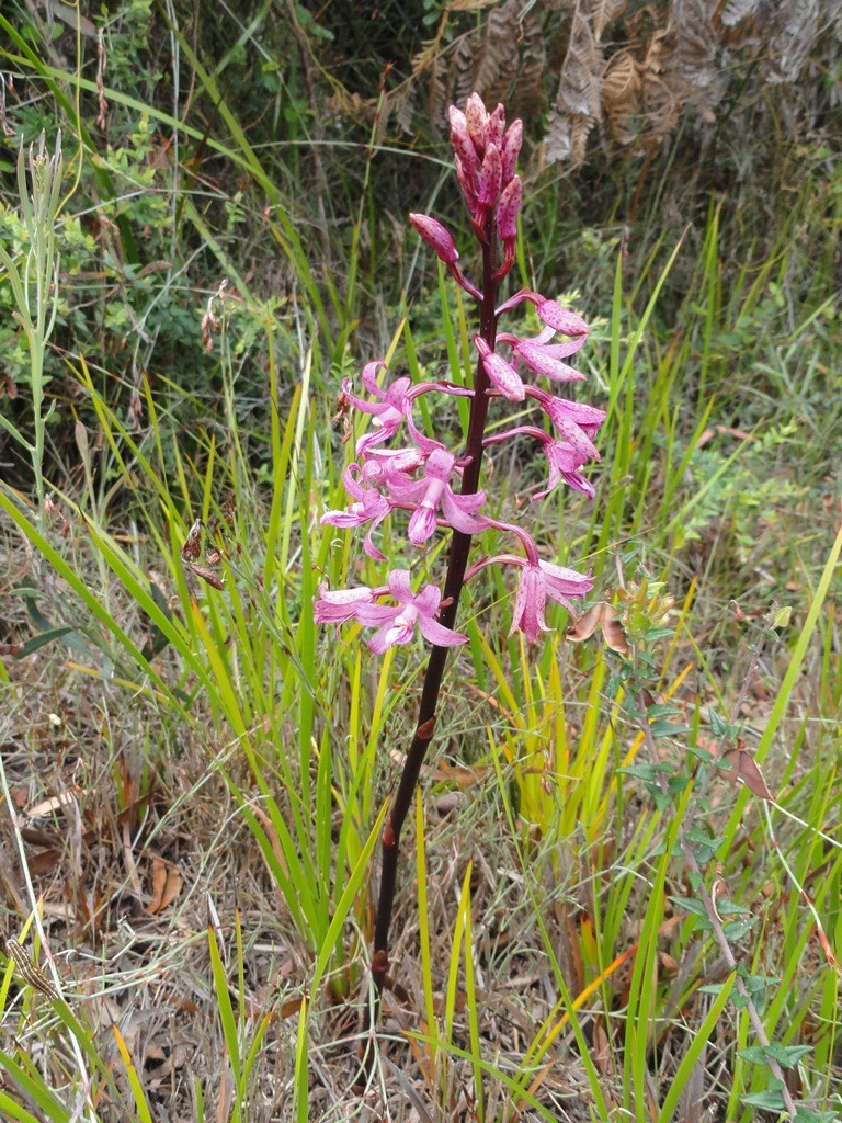 from this webpage: https://binalongbungalows.wordpress.com/tasmanian-orchids/dipodium-roseum-rosy-hyacinth-orchid-0615-web/