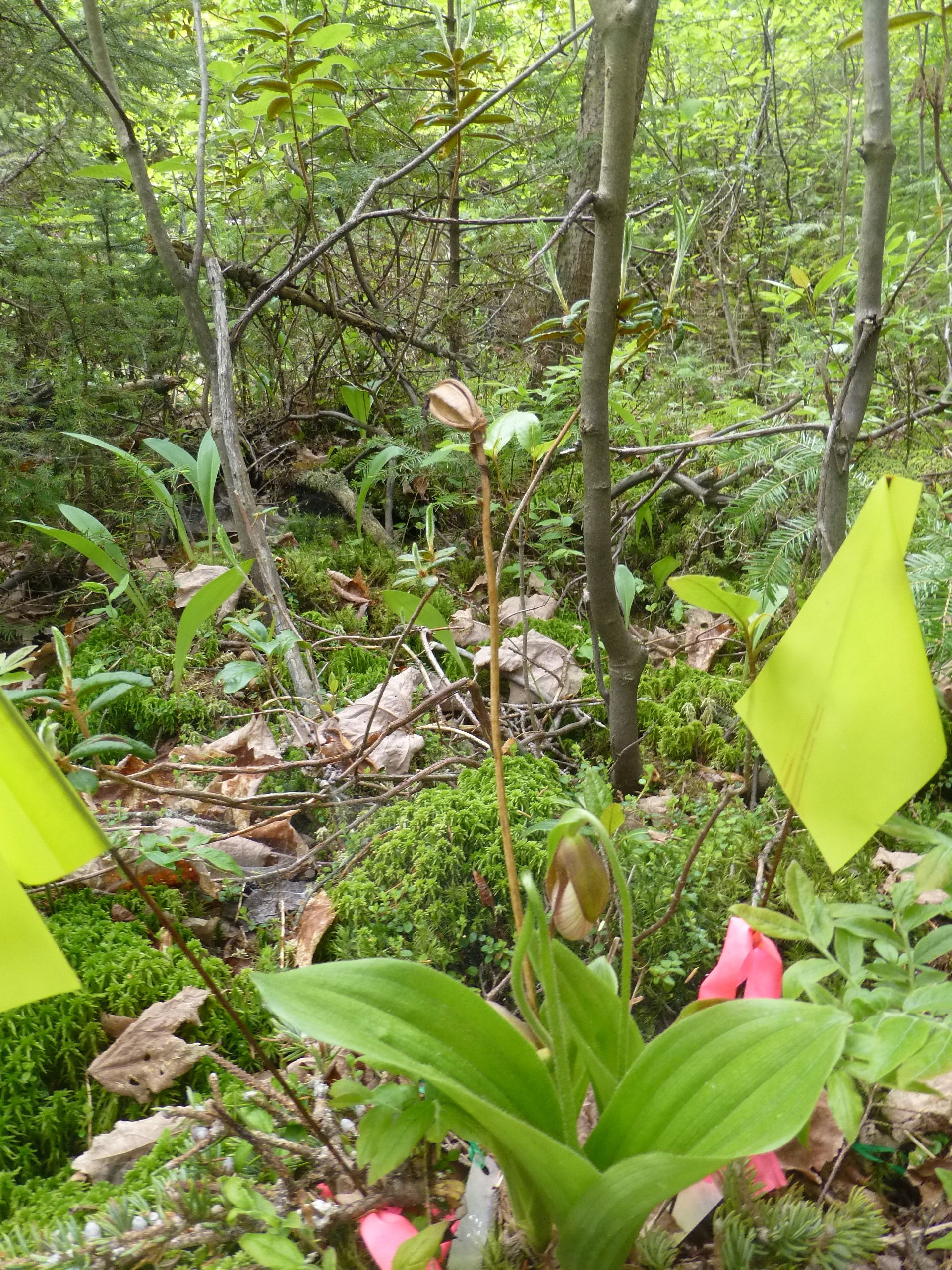 Cypripedium acaule identificado con bandera numerada; Foto: Tremblay