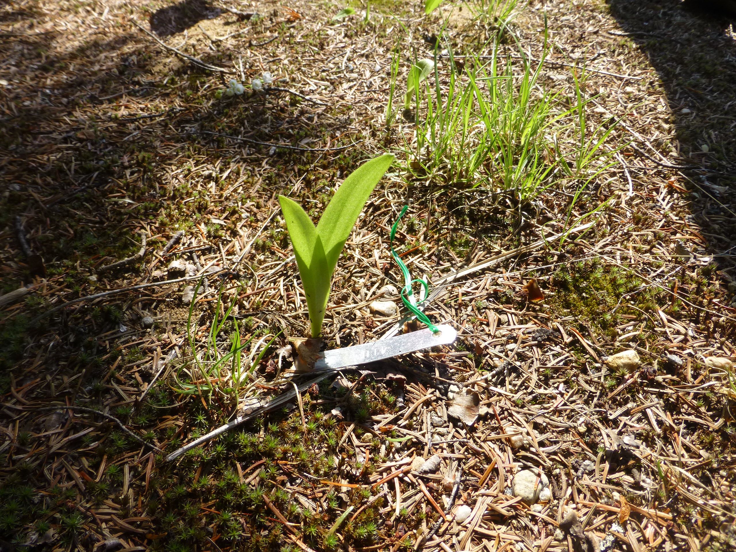 Cypripedium acaule marcado en una población cerca de North Bay, Canada; Foto: Tremblay