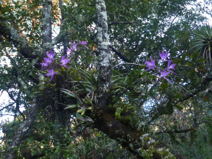 Laelia autumnalis en su hábitat epífita.