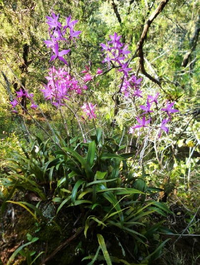 Laelia autumnalis en su hábitat rupícola.