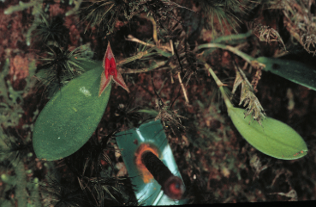 Los individuo de Lepanthes eltoroensis fueron identificados con una etiqueta de plástico clavada a la rama del árbol, posteriormente las nuevas etiquetas fueron engrapadas a la corteza del árbol. Foto: Tremblay