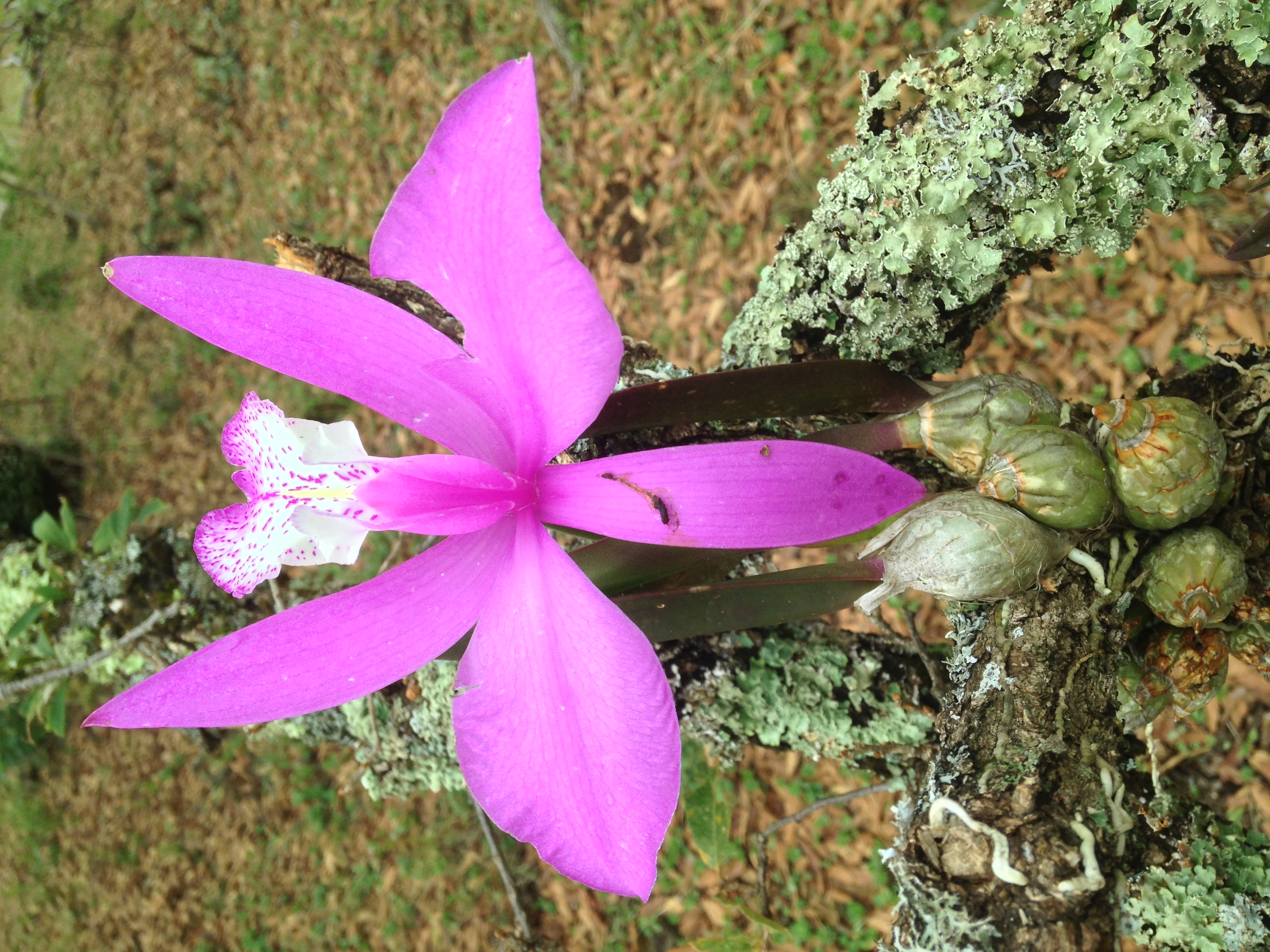 Vanilla planifolia y Laelis speciosa