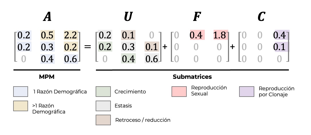 Relación entre matrices; Diseño: Samuel Gascoigne