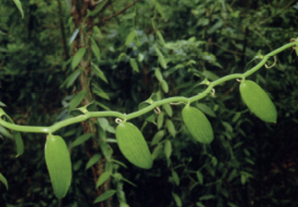 Vanilla planifolia y Laelis speciosa