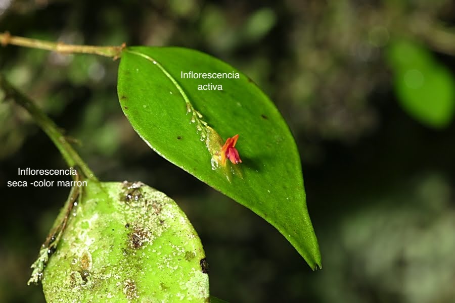 Lepanthes rupestris con inflorescencias seca y activa. Foto: Tremblay