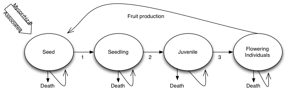 Theoretical life cycle