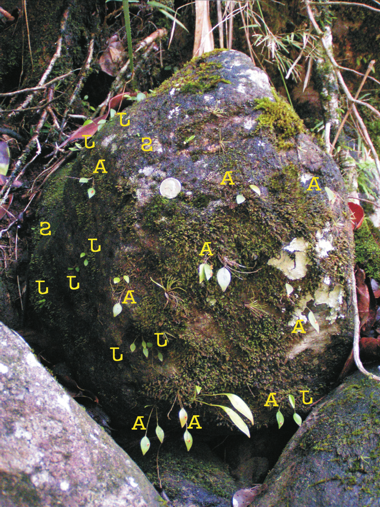 Lepanthes population