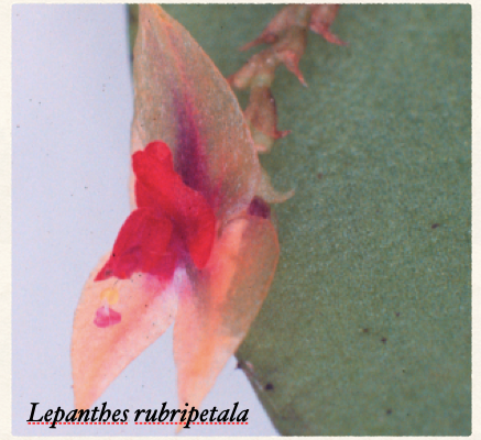 Lepanthes rubripetala