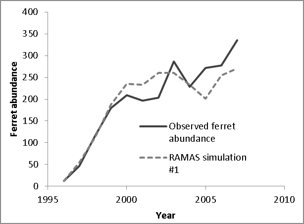 Figura 6. Abundancia observada de BBF en la cuenca de Conata (de Livieri 2006), graficada junto con una única trayectoria replicada aleatoria del modelo de población de hurón, lo que indica la concordancia relativa entre el crecimiento observado de esta población desde que se reintrodujeron los hurones en 1996, y el modelo simulado trayectorias de nuestro modelo