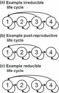 Irreducible Matrix