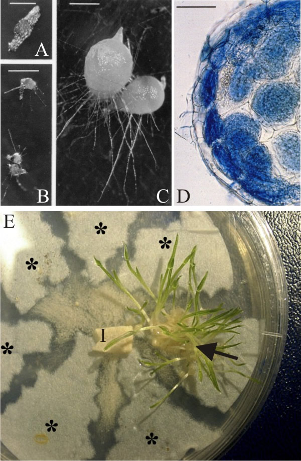 Orchid with Mycorrhiza: From 21st Century Guidebook to Fungi, SECOND EDITION, by David Moore, Geoffrey D. Robson and Anthony P. J. Trinci