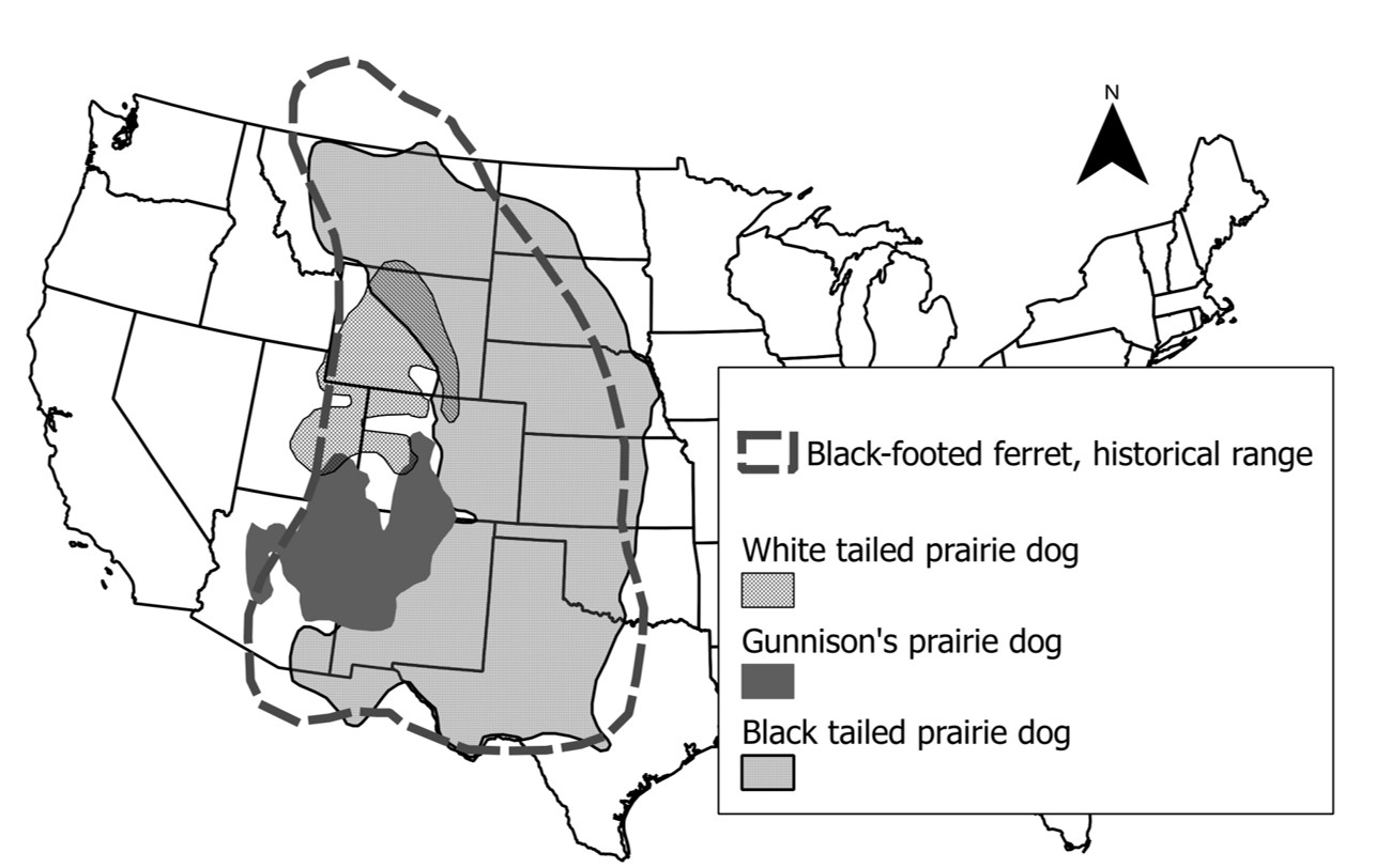 Grafico 1: prairie dog and black-footed ferret range