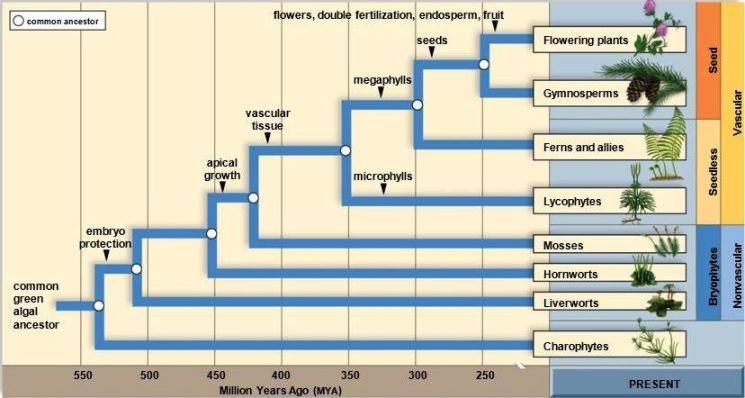 Caracteriticas derivadas