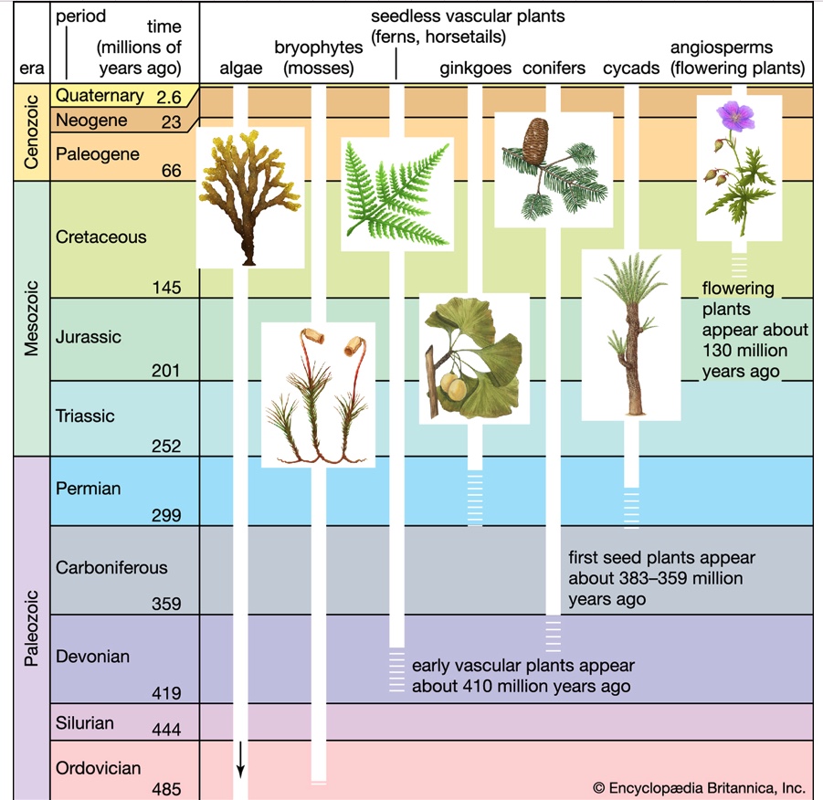 Geological Period