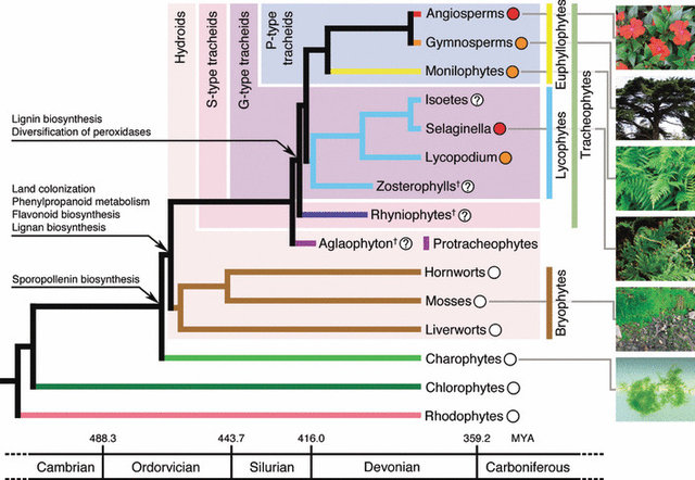 Phylogenetic tree