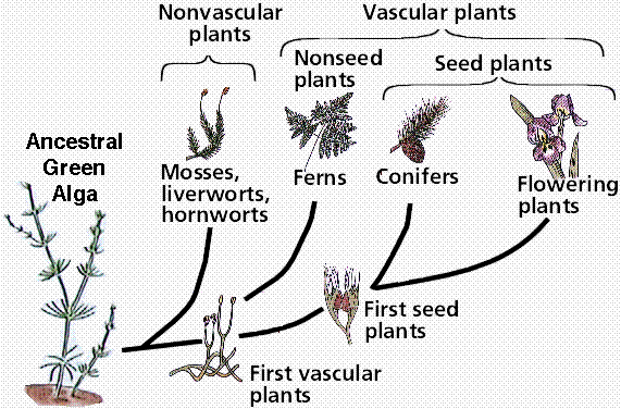 Phylogenetic tree