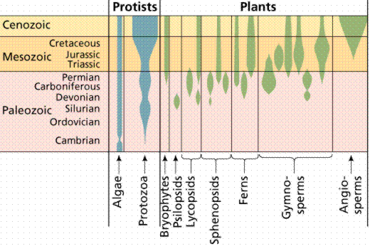 Phylogenetic tree