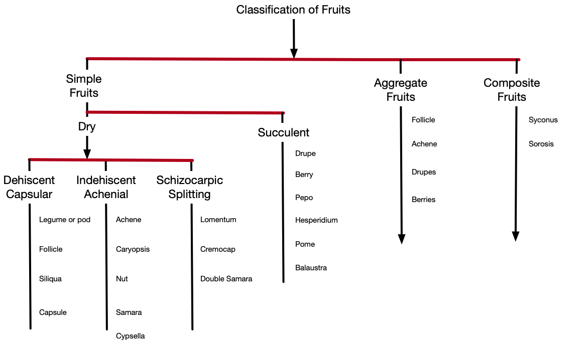 Diagrama de Classificación de Frutos