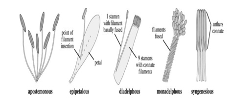 Estambres