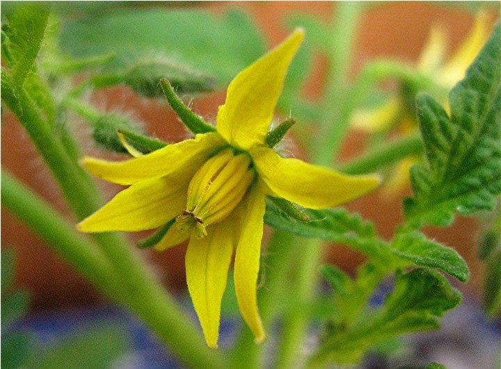 Flor de la planta de Tomate