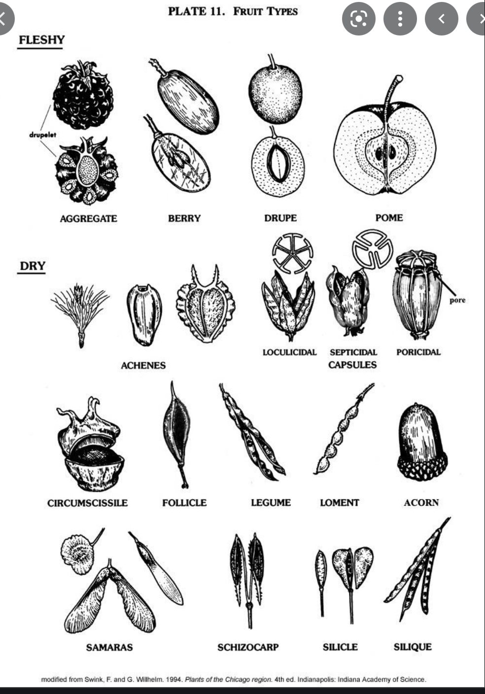 Tipos de Frutos 2