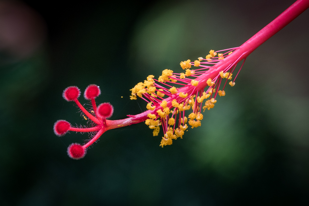 Pistilo de Malvaceae: Amapola