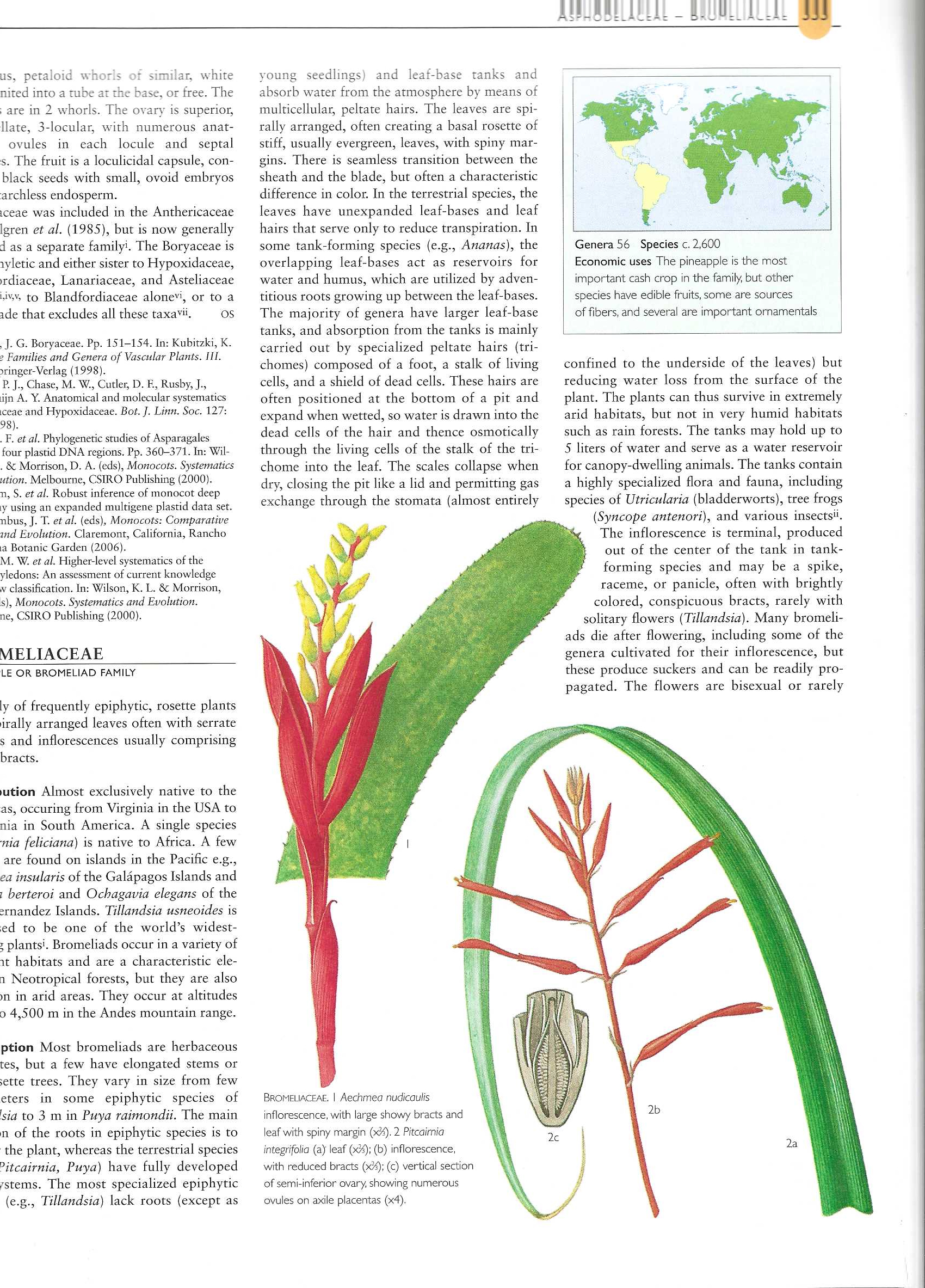 Bromeliaceae