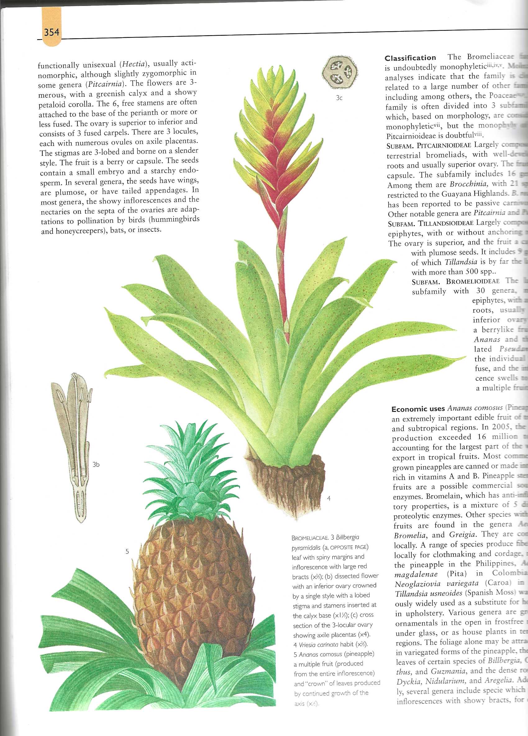 Bromeliaceae