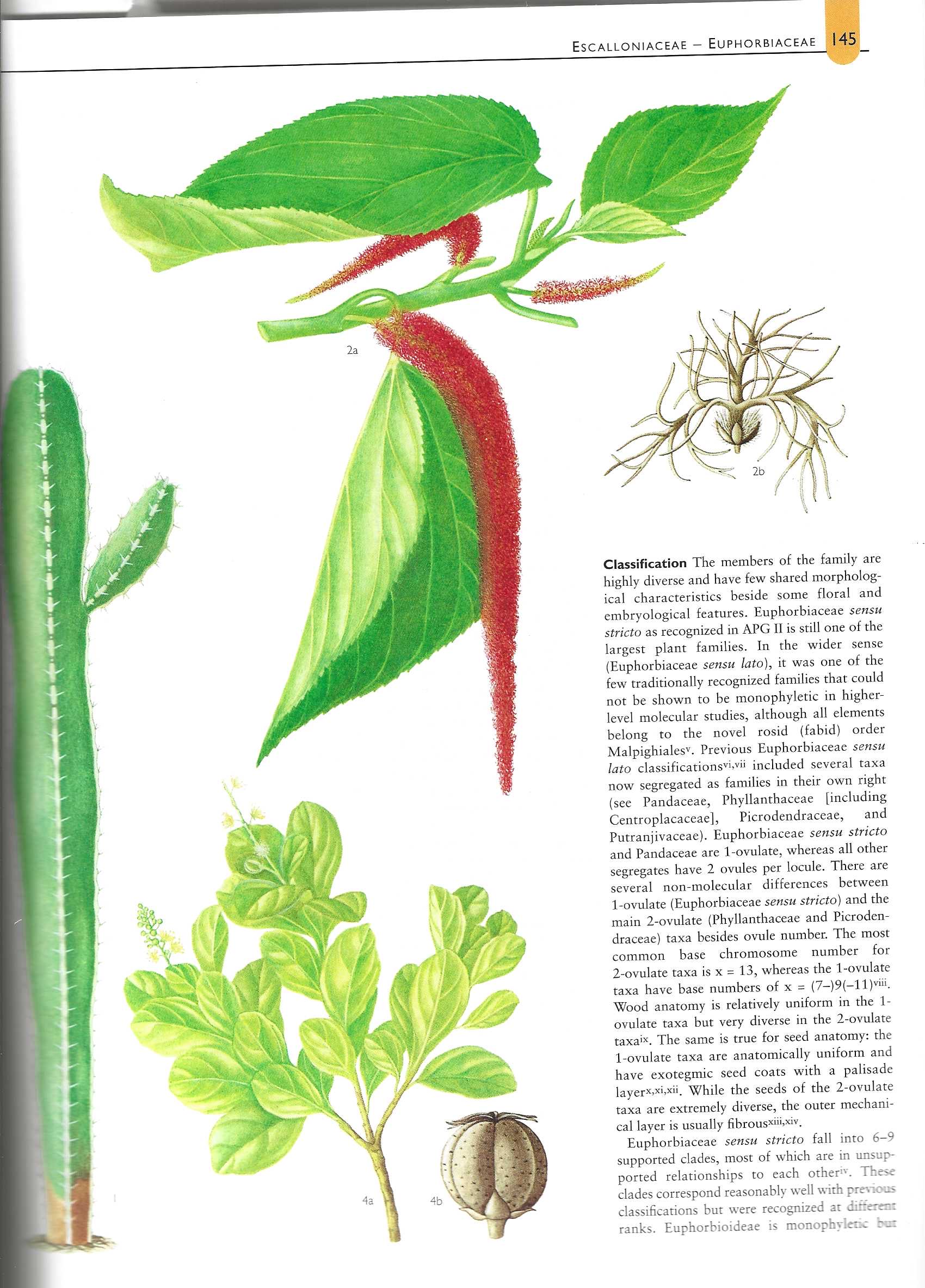 Euphorbiaceae