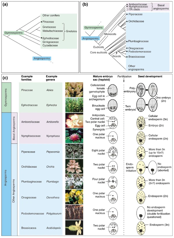 Angiosperm Evolution