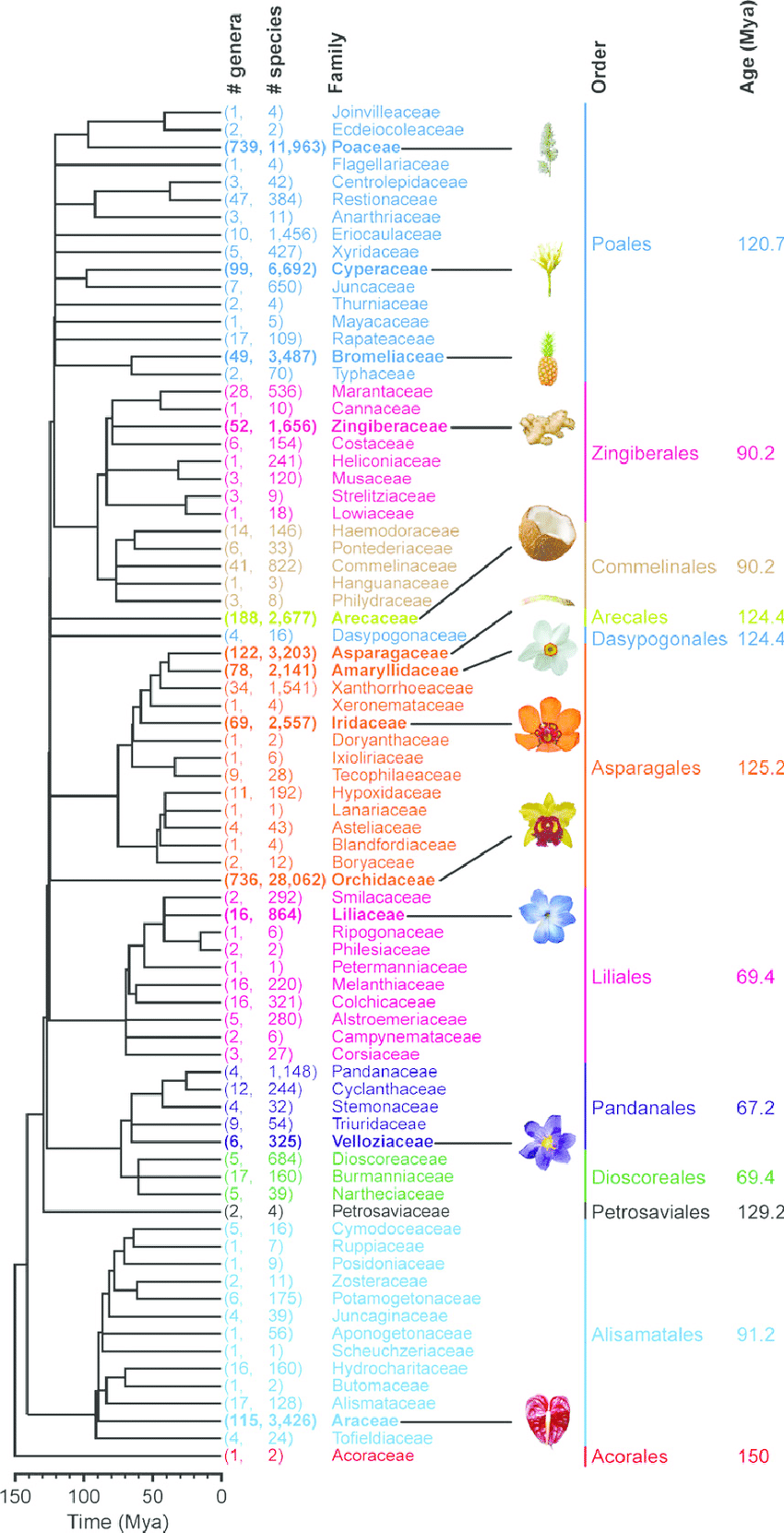 Monocot Tree