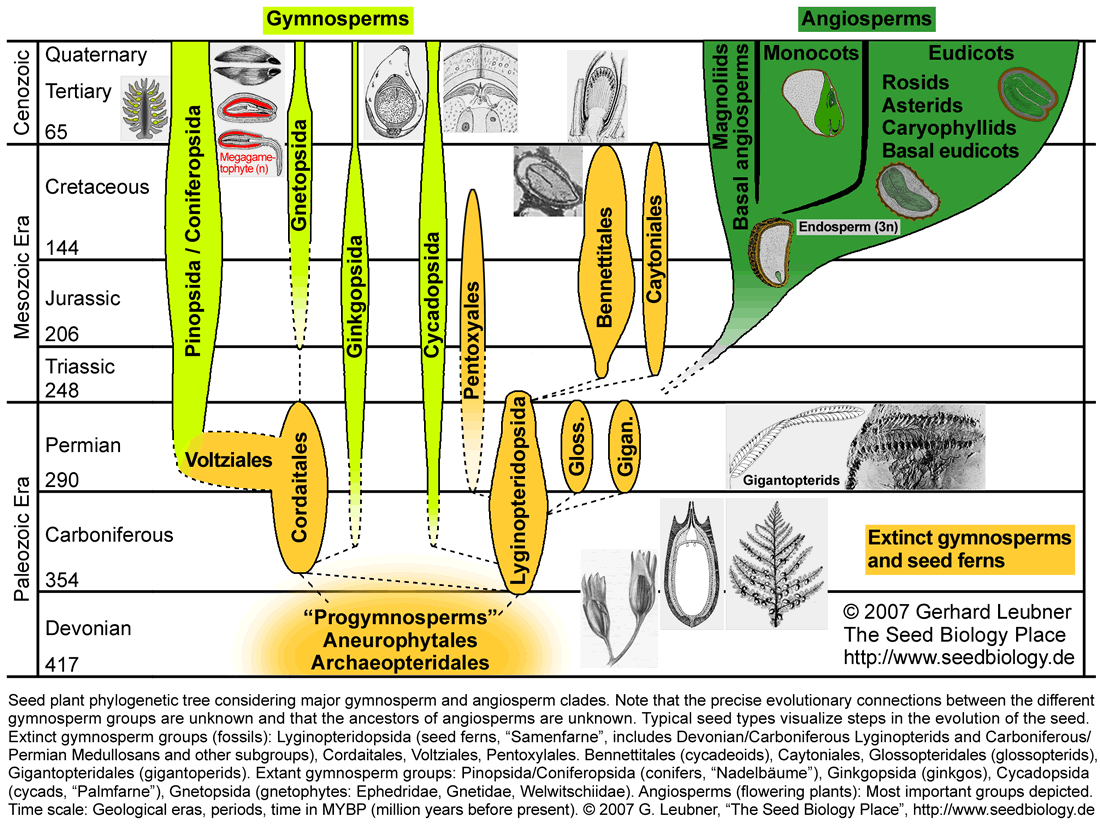 Seed Plant Evolution