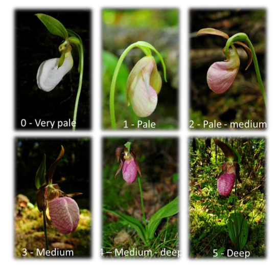 Cypripedium acaule